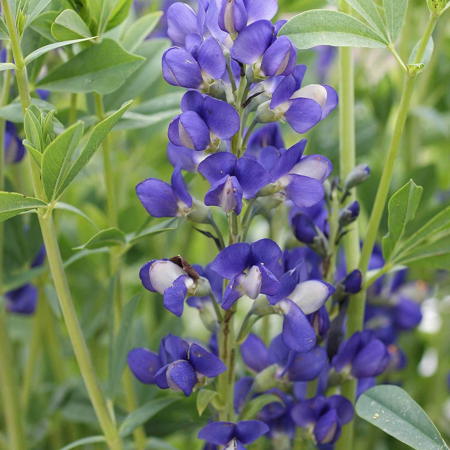 Blue false indigo image