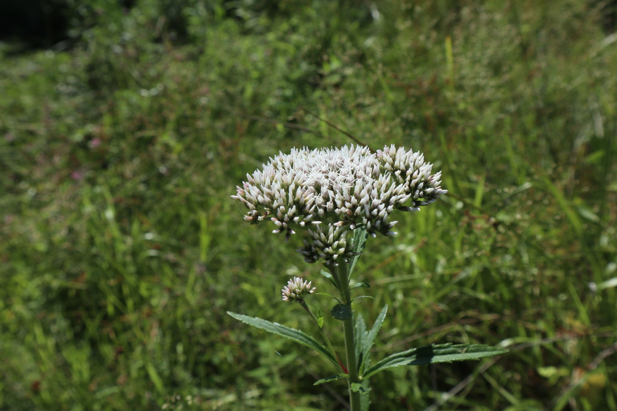 Boneset image