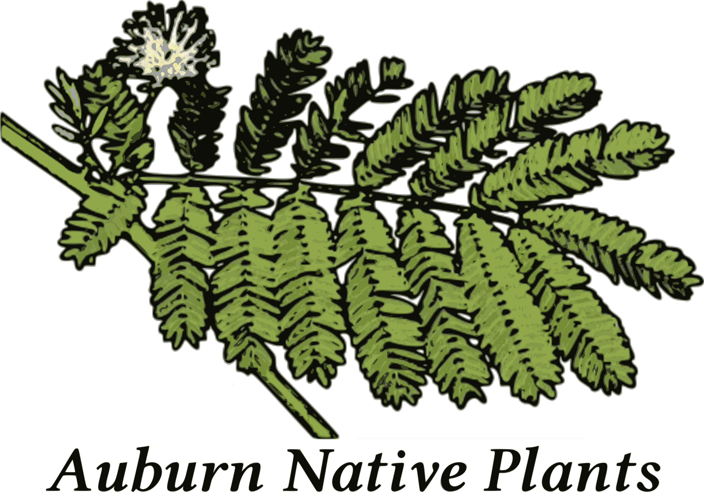 auburn native plant logo